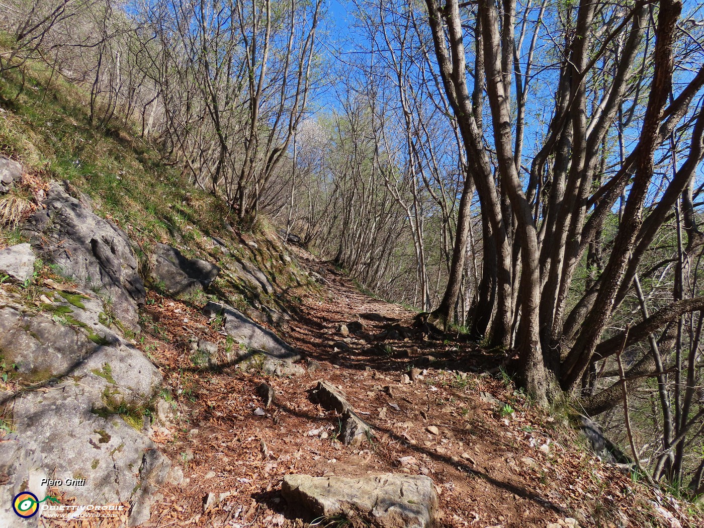 18 Bel sentiero che sale nel bosco di carpini neri.JPG